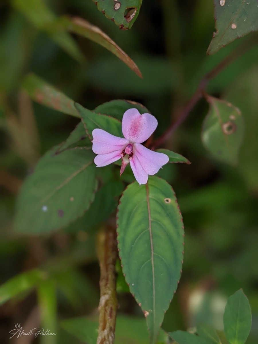 Impatiens leptopoda Arn.